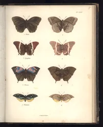 Lepidoptera, Pl. XXXV, illustration from 